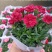 康乃馨/进口草炭土培植基地直发/颜色齐全品相优量大从优