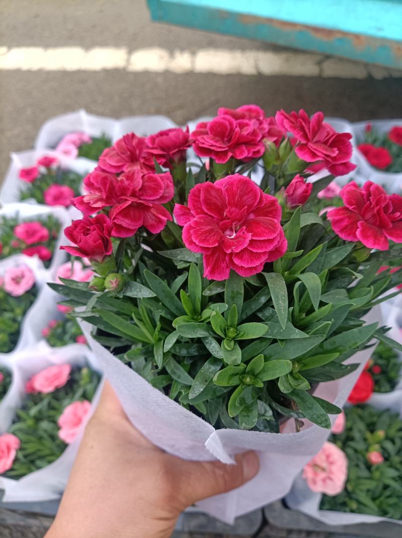 康乃馨/进口草炭土培植基地直发/颜色齐全品相优量大从优