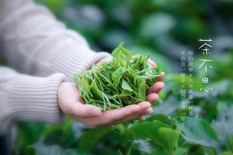 英德红茶广东特产红茶英红九号特级礼盒茶叶浓香型新茶