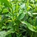 英德红茶广东特产红茶英红九号特级礼盒茶叶浓香型新茶