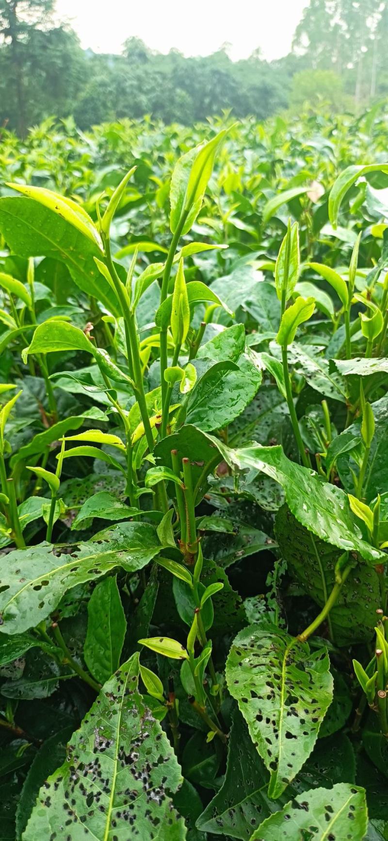 英德红茶广东特产红茶英红九号特级礼盒茶叶浓香型新茶