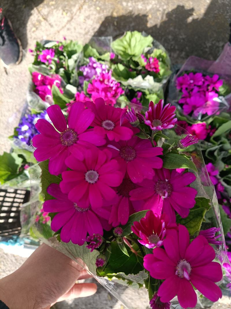 瓜叶菊/花量大/带盆发货/颜色齐全/基地直发/价格优惠