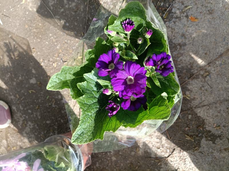 瓜叶菊/花量大/带盆发货/颜色齐全/基地直发/价格优惠