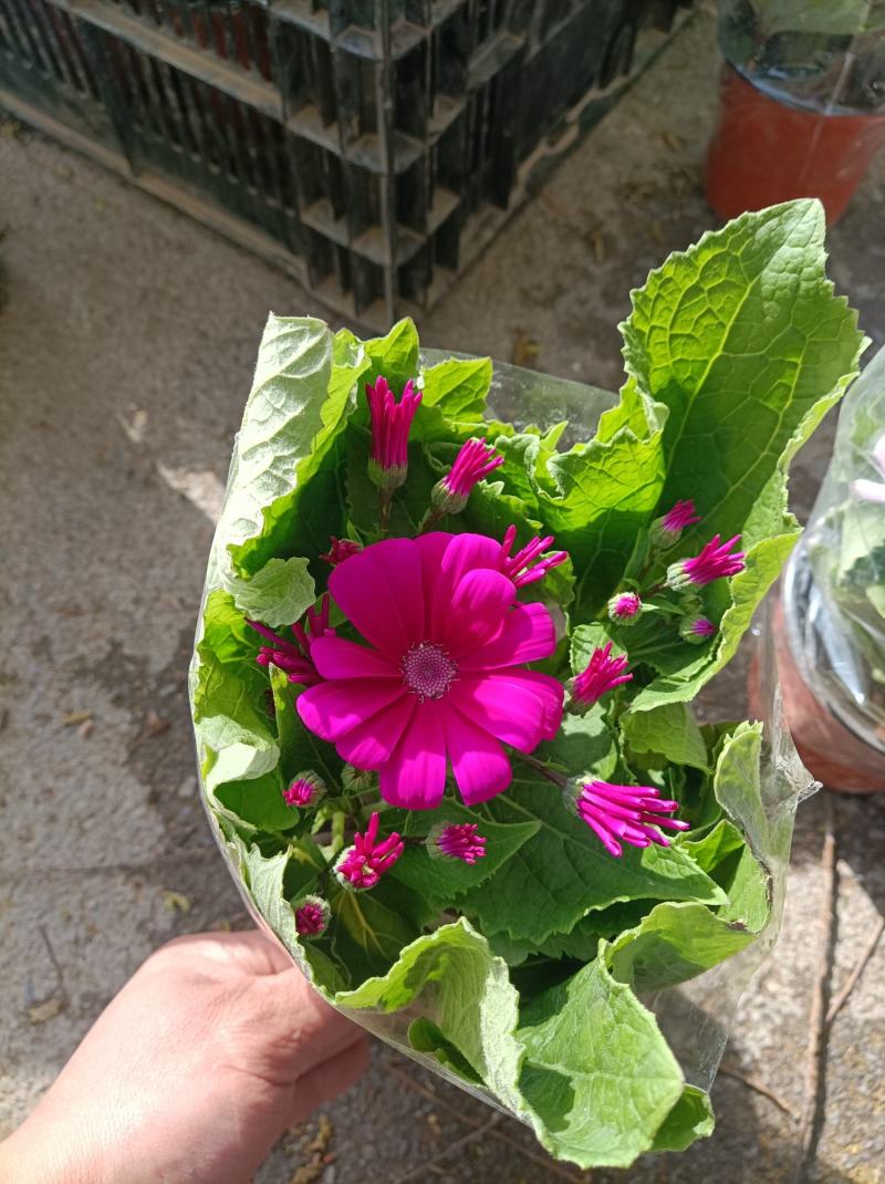 瓜叶菊/花量大/带盆发货/颜色齐全/基地直发/价格优惠