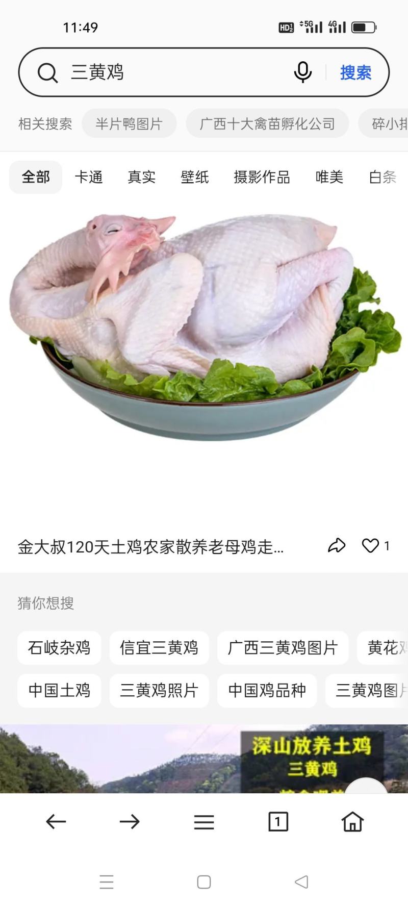 三黄鸡质量保障价格优惠大量优先货源充足