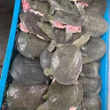 网红麻辣甲鱼批发零售，量大从优，基地直发