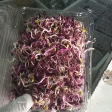 紫金萝卜芽
