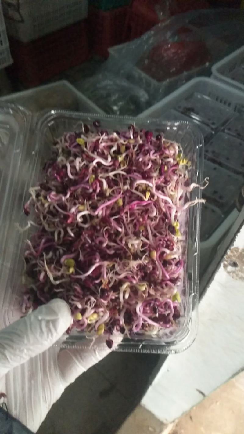 紫金萝卜芽