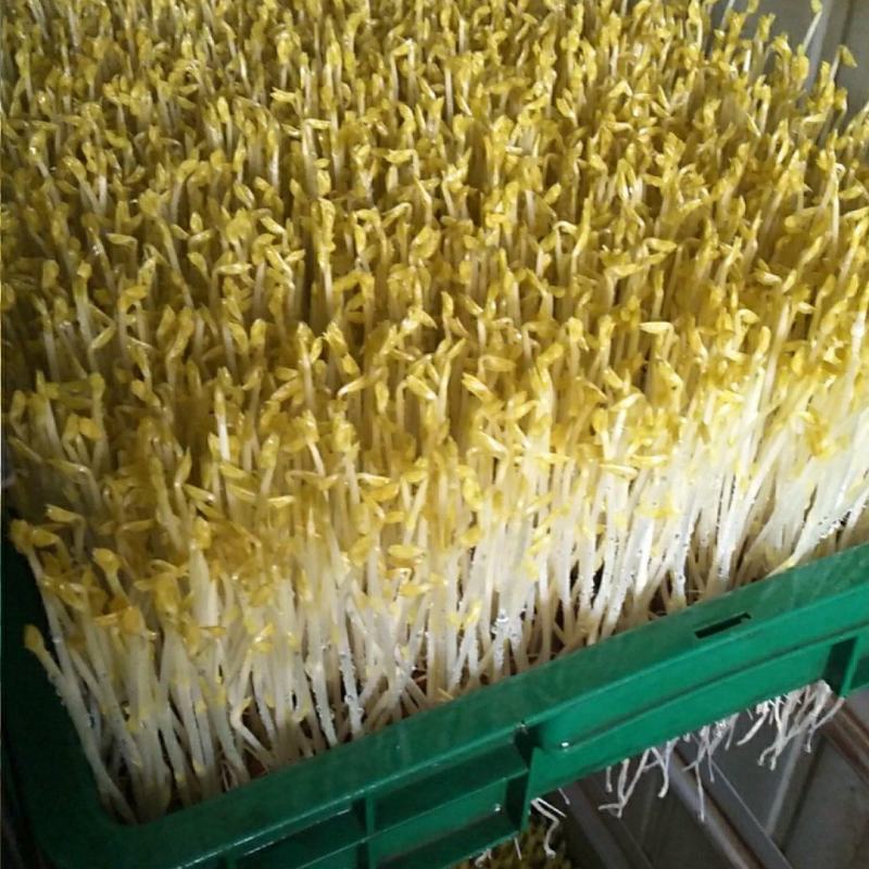 黄金芽