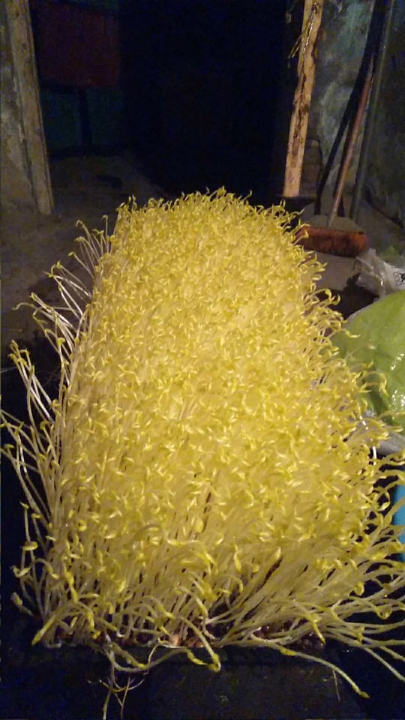 黄金芽