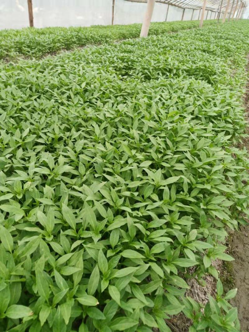 湖南邵阳长线椒苗、牛角椒苗大量出售，基地直销免费技术指导