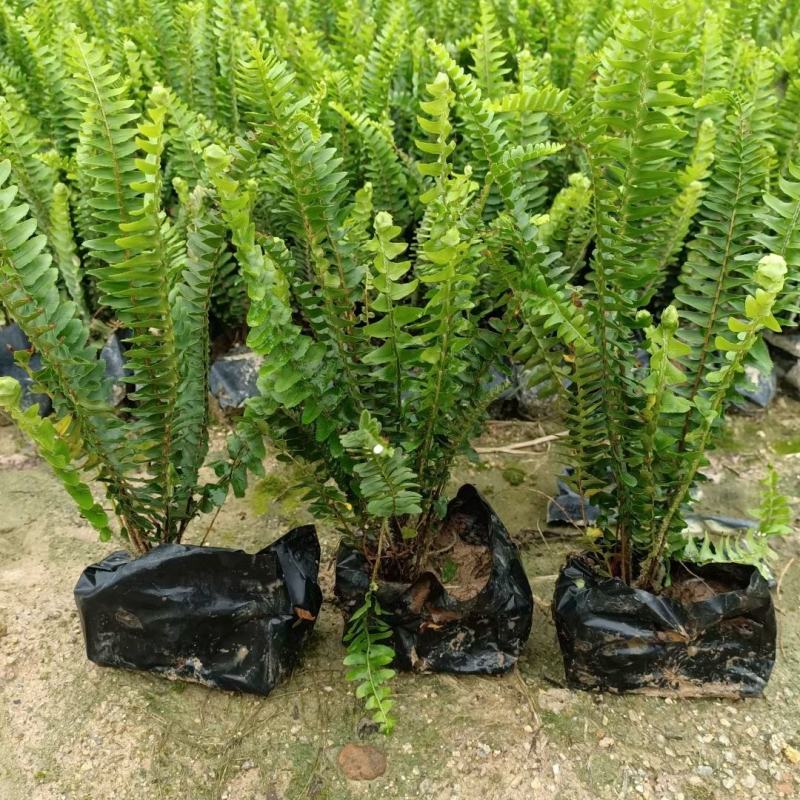 基地直供肾蕨排骨草庭院园林绿化苗木工程苗