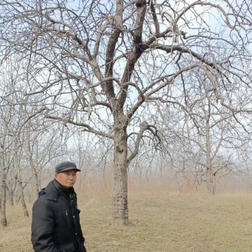 枣树