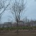 国槐12/14/15/16/1718202530国槐出售