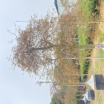羽毛枫枫树基地直发质量保证具体价格来电咨询为准