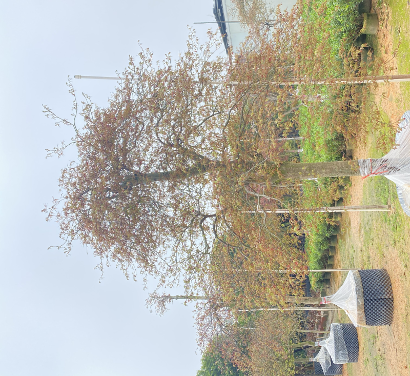 羽毛枫枫树基地直发质量保证具体价格来电咨询为准