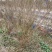 丛生石榴树冠幅150到300大量现货