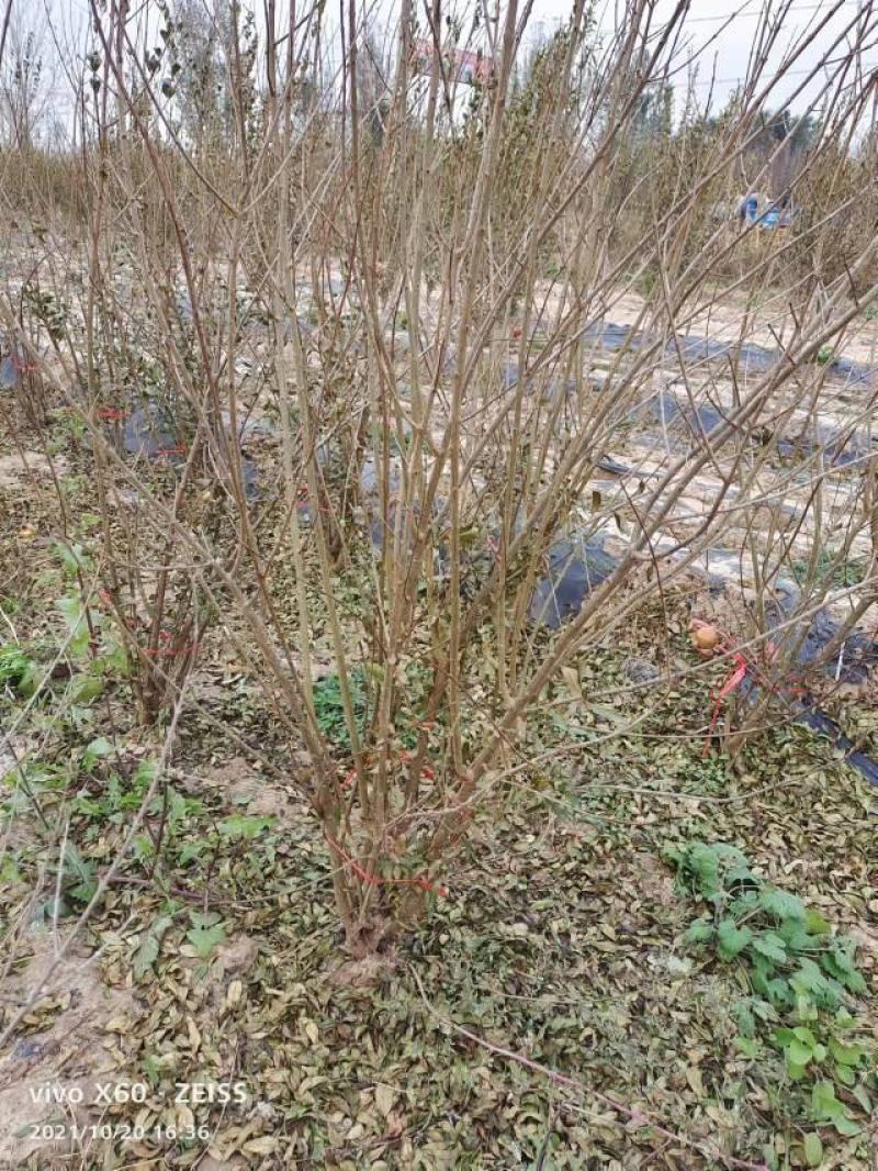 丛生石榴树冠幅150到300大量现货