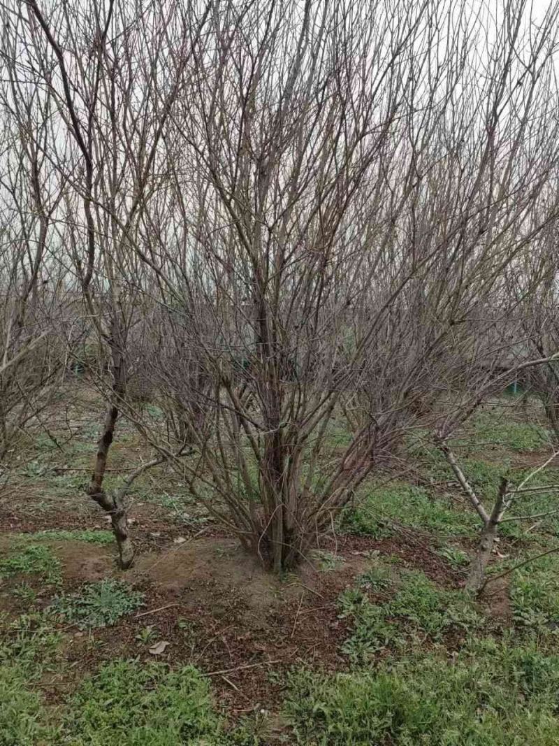 丛生石榴树冠幅150到300大量现货