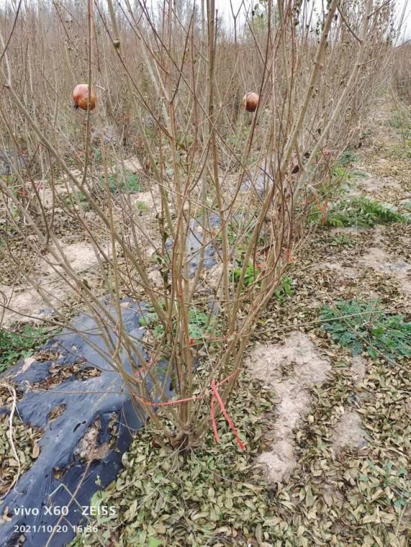 丛生石榴树冠幅150到300大量现货