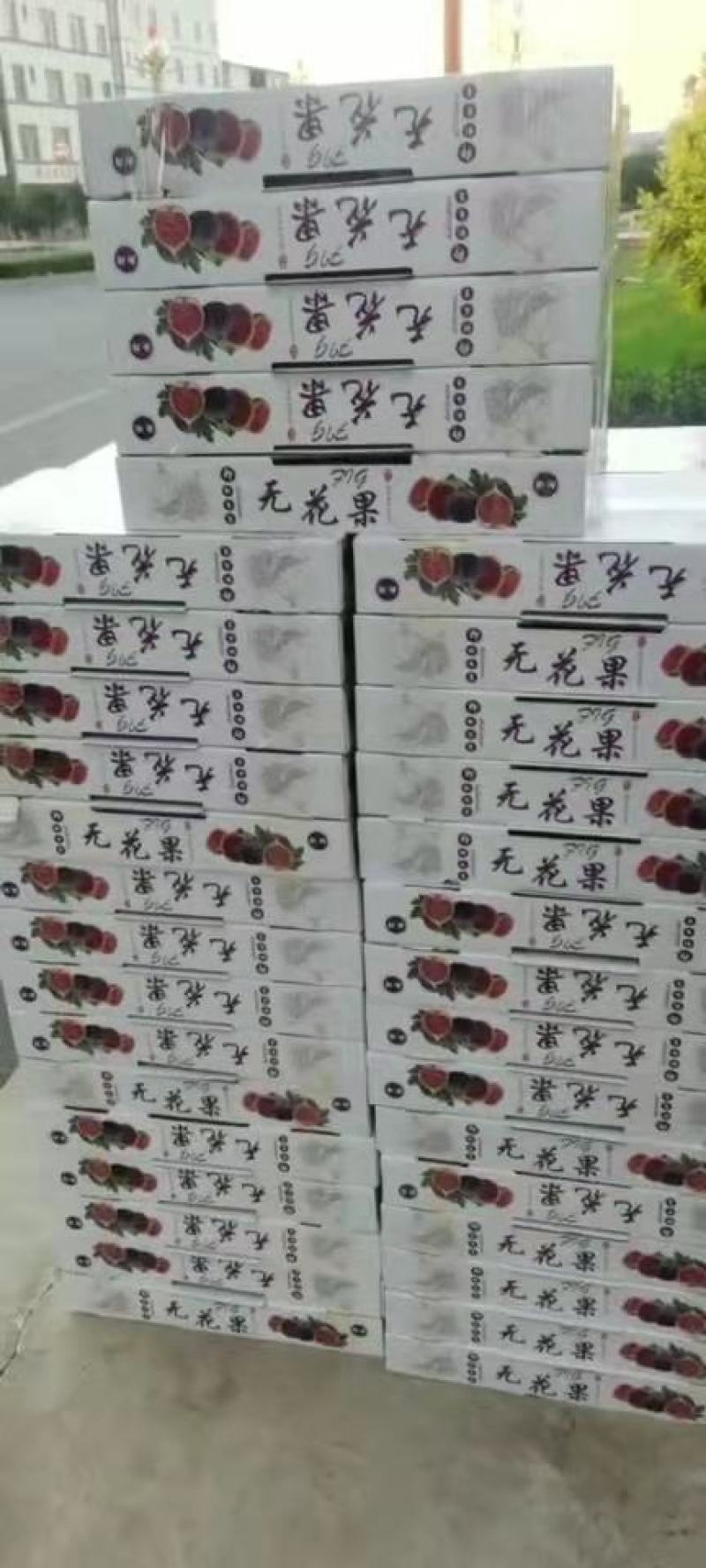 无花果全年出**运直发，保证质量专业无花果