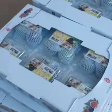 无花果全年出**运直发，保证质量专业无花果