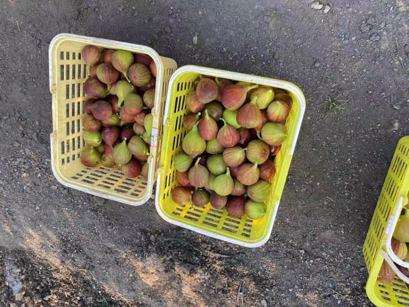 无花果全年出**运直发，保证质量专业无花果