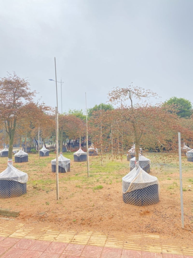 羽毛枫枫树基地直发质量保证具体价格来电咨询为准