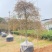 羽毛枫枫树基地直发质量保证具体价格来电咨询为准