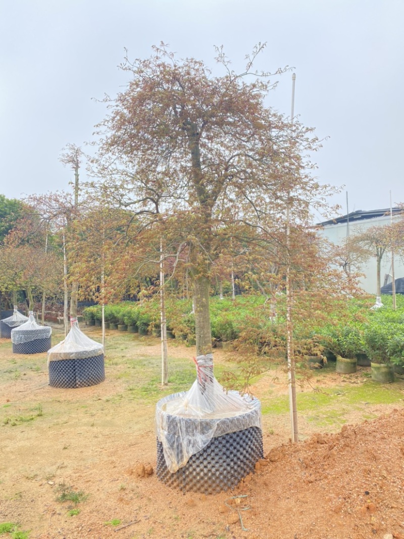 羽毛枫枫树基地直发质量保证具体价格来电咨询为准