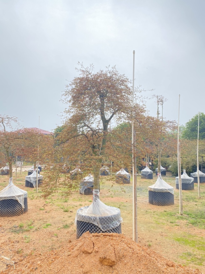 羽毛枫枫树基地直发质量保证具体价格来电咨询为准