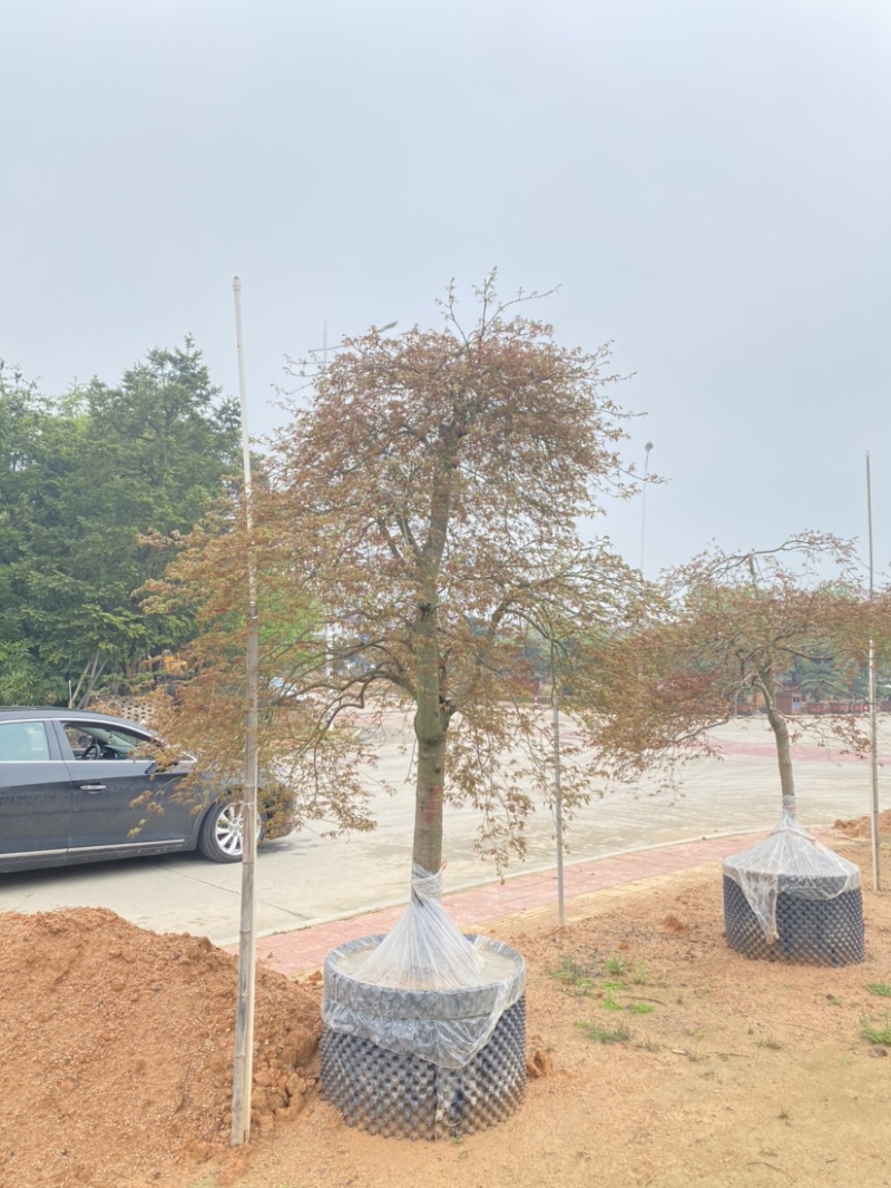 羽毛枫枫树基地直发质量保证具体价格来电咨询为准