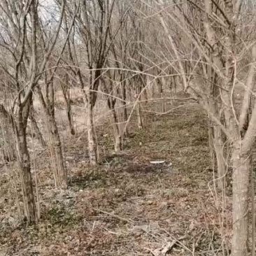 四公分石榴树