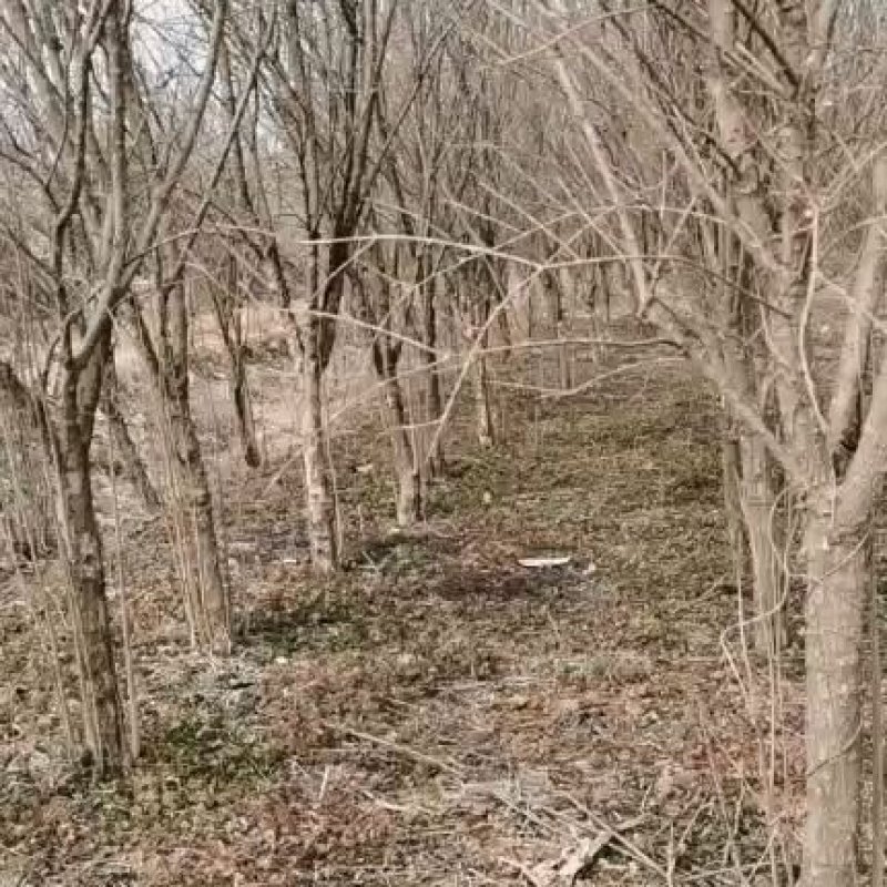 四公分石榴树