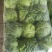 甘蓝，圆包菜，包菜，花白，绿甘蓝，三原圆包菜量大从优