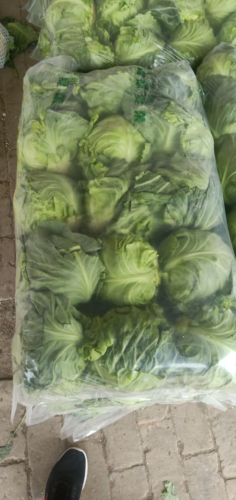 甘蓝，圆包菜，包菜，花白，绿甘蓝，三原圆包菜量大从优