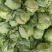 甘蓝，圆包菜，包菜，花白，绿甘蓝，三原圆包菜量大从优