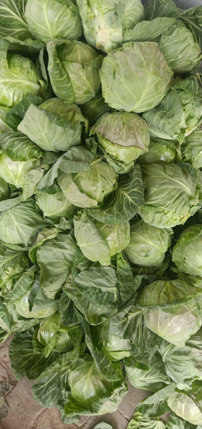 甘蓝，圆包菜，包菜，花白，绿甘蓝，三原圆包菜量大从优