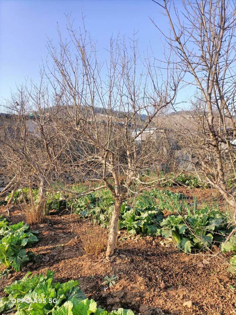 石榴树