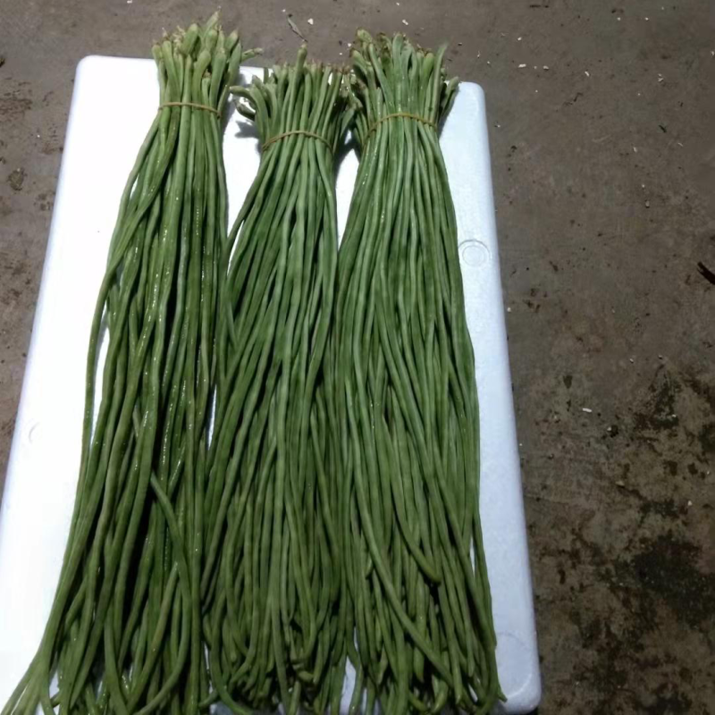 【精品】豆角长豆角一手货源基地直发全国发货欢迎联系