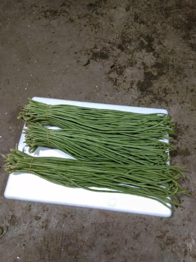 【精品】豆角长豆角一手货源基地直发全国发货欢迎联系