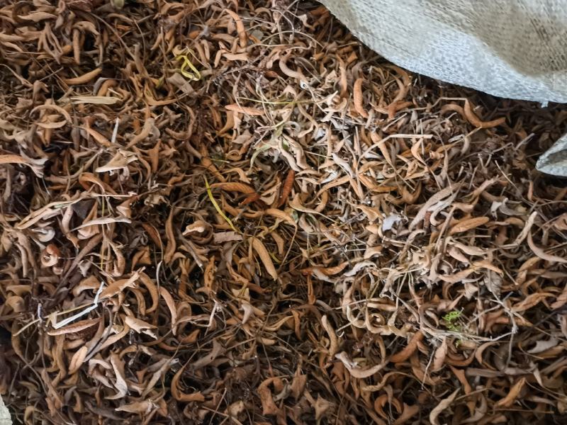 云南正宗地道药材野生小石韦无硫无根没有切碎
