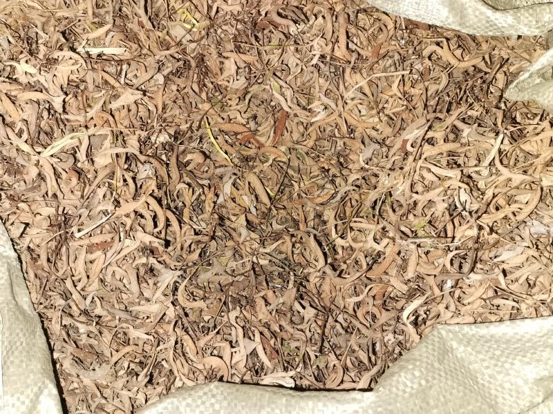 云南正宗地道药材野生小石韦无硫无根没有切碎