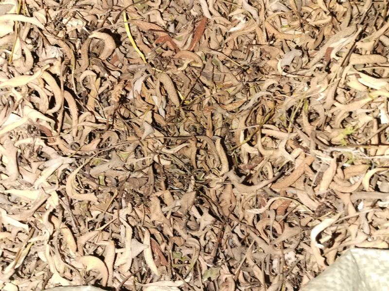 云南正宗地道药材野生小石韦无硫无根没有切碎
