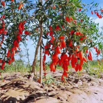 枸杞树苗，枸杞树，红枸杞树苗