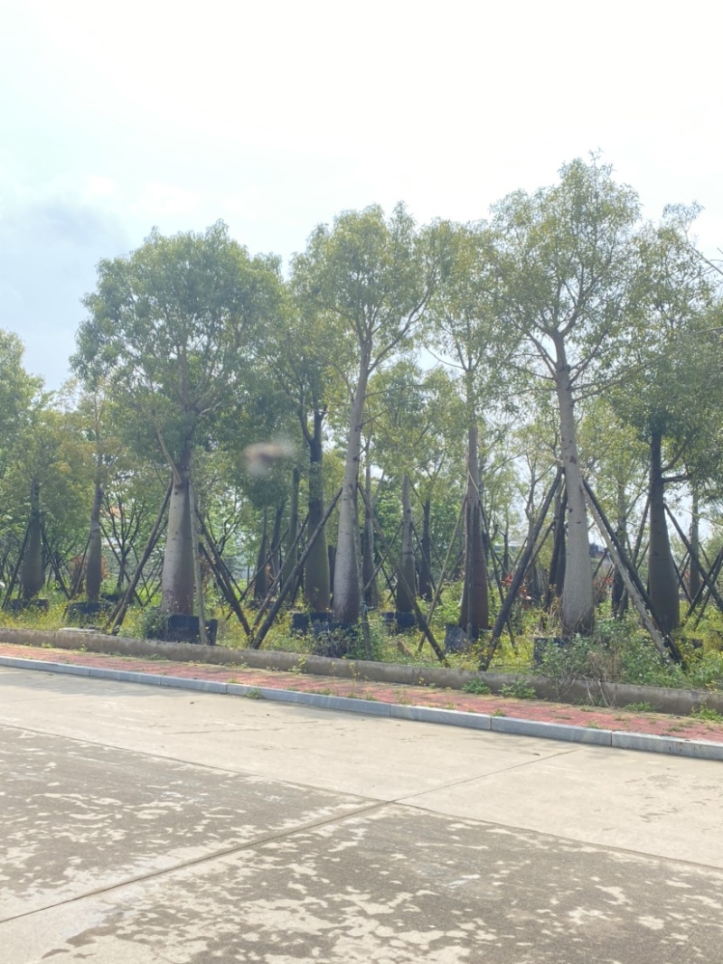 象腿木棉独特绿化树基地直接发具体价格以来电为准