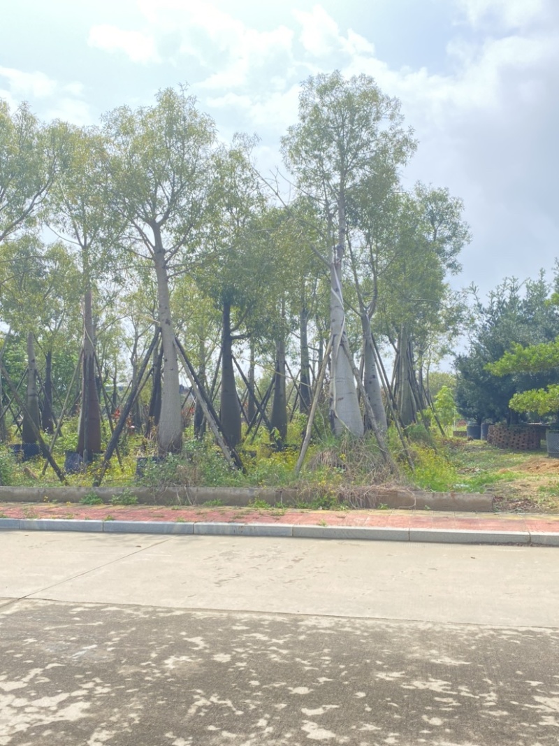 象腿木棉独特绿化树基地直接发具体价格以来电为准