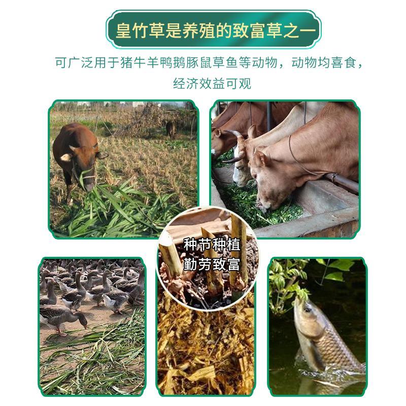 贵州新型金银皇竹草5号甜象草3号种节基地直供品质保证