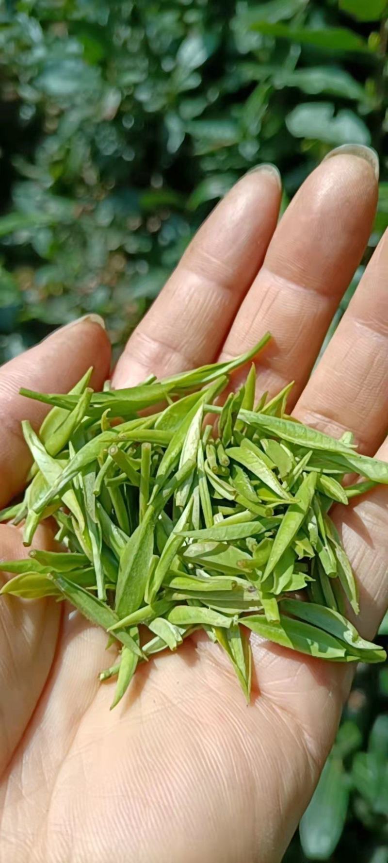 安徽黄山黄山毛峰，茶园直供，一手货源批发品质保证价格美丽