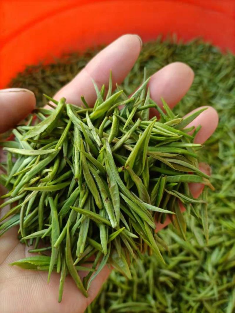 安徽黄山黄山毛峰，茶园直供，一手货源批发品质保证价格美丽